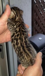 Unsere Süße Bengalkatze Cleo hat 3 Süsse Kitten bekommen