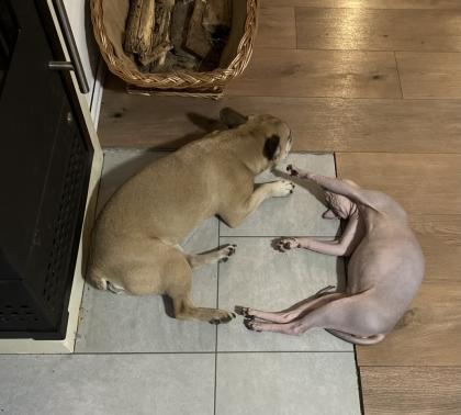 Sphynx Kitten mit Tasthaaren