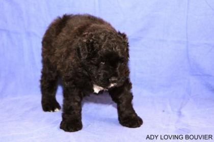Welpen Bouvier des Flandres