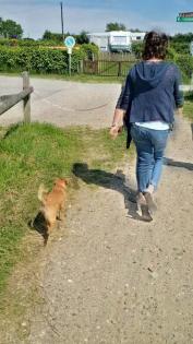 Hundebetreuung und Tier- und Haussitting