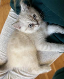 BKH Kitten Weibchen
