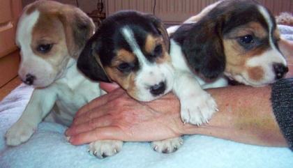 Zuckersüße beagle welpen