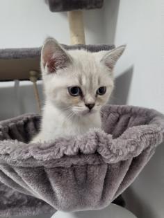 Bkh kitten männlich