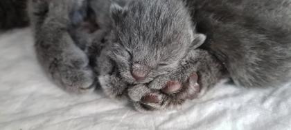 Reinrassige Chartreux Kitten Weibchen