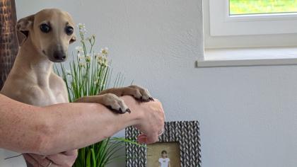 Italienische Windspiele . Italian Greyhound