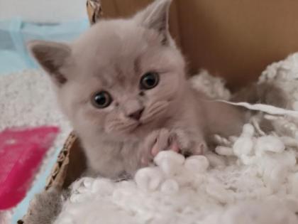 Kitten BKH lilac