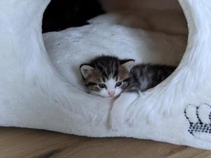 Selkirk Rex Mix Kitten