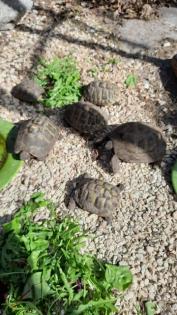 Griechische Landschildkröten