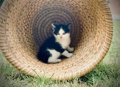 Kitten Bildhübsche Kätzchen