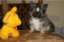 Wunderschöne Chihuahua Langhaar - Welpen suchen ein zuhause