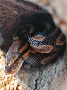 3 wunderschöne Koenigspythons abzugeben