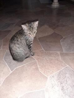 Hauskatzen