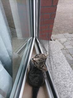 Sehr süße, sehr kluge Hauskatze