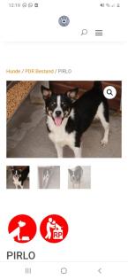 Tolle Welpen, Junghunde Hundesenioren