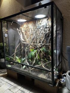 0, 5 Jahre altes Jemenchamäleon mit Terrarium zu verkaufen