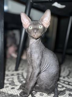 Super süße Can. Sphynx Kitten such ein Zuhause