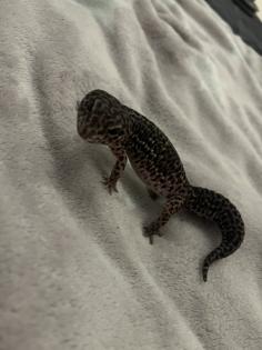 Leopardengecko black Night