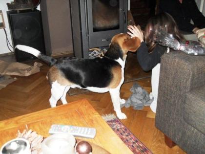 Beagel Rüde Bruno