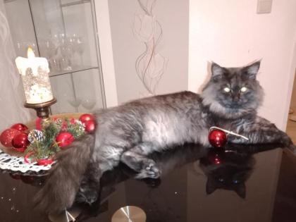 Deckkater MaiCoon Perser Mischling