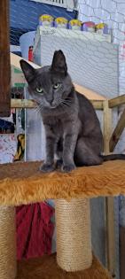 Auf der Suche nach einem liebevollen Zuhause Zwei besondere Katzen suchen gemeinsam ein neues Zuhau