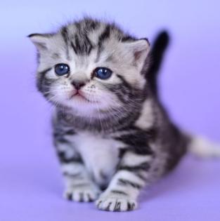 Britisch Kurzhaar, Silber Whiskas