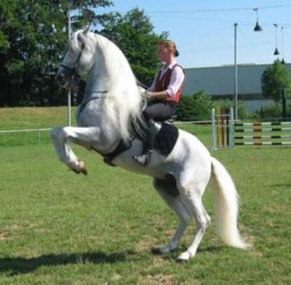 Reitbeteiligung