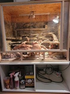 2 Leopardgeckos m/w inkl. komplett eingerichtetem Terrarium weitere Zubehör