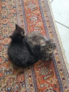 4 Kitten suchen ein neues Zuhause