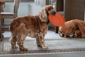 BENNY BUB - männlich 9 Jahre 45 cm 16 kg Cocker-Spaniel Gechipt
