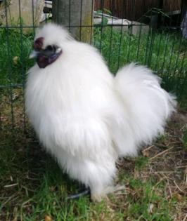 Zwergseidenhuhn