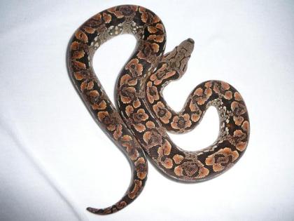 Acrantophis dumerili südliche Madagaskarboa aus eigener Nachzucht abzugeben