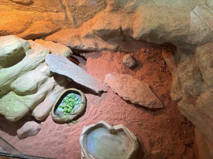 Bartagame mit Terrarium