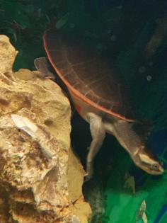 Rotbauch- Spitzkopfschildkröte Emydurasubglobosa