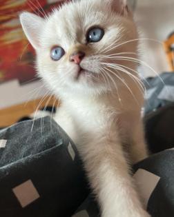 BkH Kitten