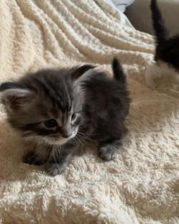 Maine Coon Kitten mit Papieren