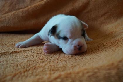 Continental Bulldog Welpen