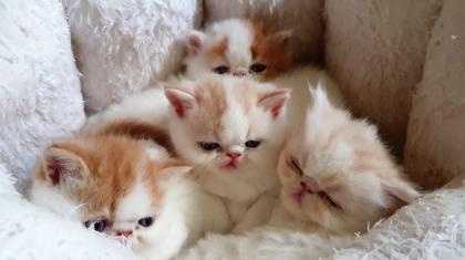 Exotic Shorthair und Perserkätzchen