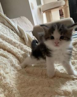 Maine Coon Kitten mit Papieren