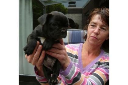FRANZOSISCHE BULLDOGGE WELPEN