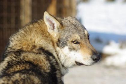 Tschechoslowakischen Wolfshund Welpen