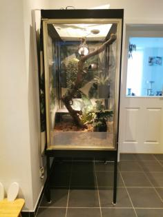 Terrarium komplett Showvitrine Kornnatter
