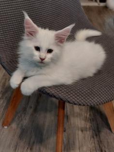 Maine Coon Kitten ohne Papiere shaded Linie