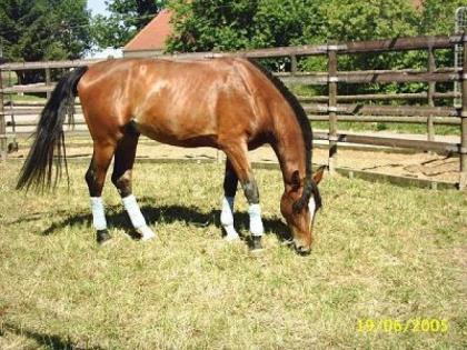 Polnischer Trakehner Wallach