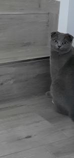 Junge Scottish Fold Katze