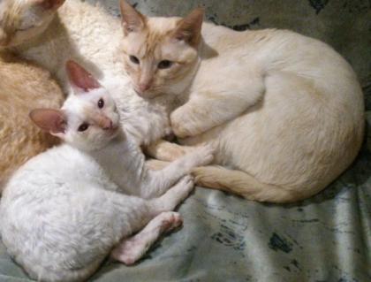 Cornish Rex lockenkatze-siammix für allergiker geeignet
