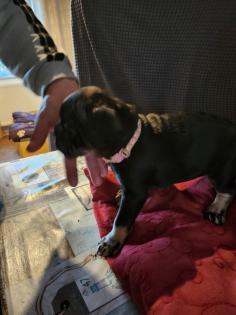 Französische Bulldoggen Baby, s