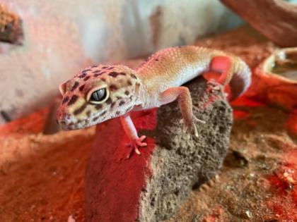 4 Leopardengekkos Männchen Handzahm mit oder ohne Terrarium / EINZELN ODER ALS GRUPPE
