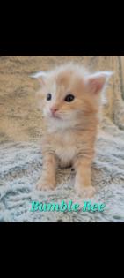 Maine Coon Kitten reinrassig