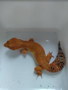 Leopardgecko Männchen, Blood x Bold Bandit