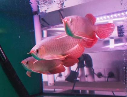 SUPER RED Arowana fisch zu verkaufen